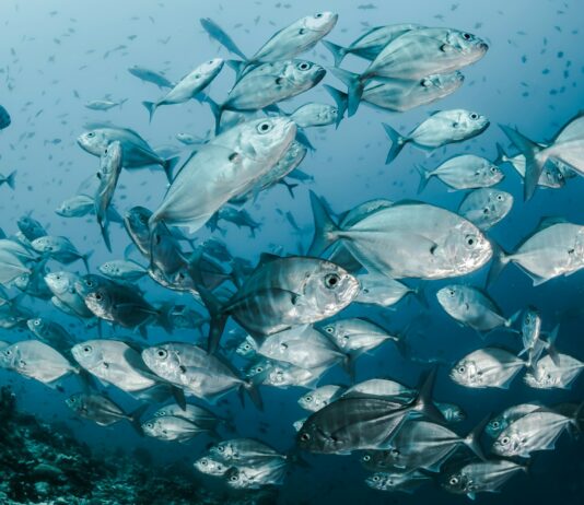 생산 줄어드는 어한기 대비, 정부 비축 수산물 5000톤 시중 공급 silver fishes underwater