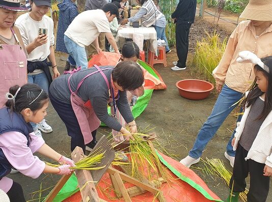 천배의 벼 체험 프로그램 성료