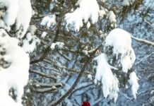 겨울철 면역력을 높이는 습관 a person walking through a snow covered forest