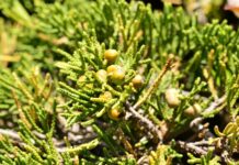 국산 침엽수 정유, 성분부터 효능까지 천연소재 산업화 기대