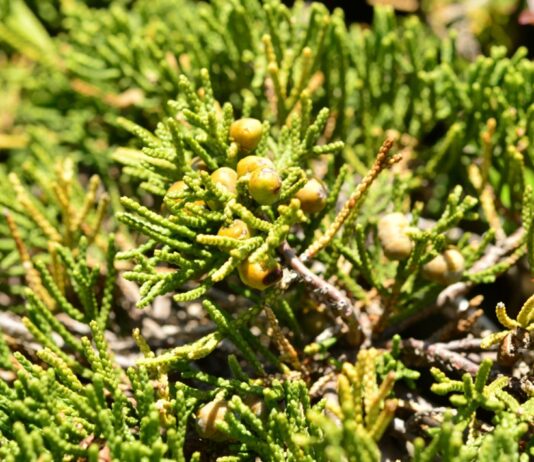 국산 침엽수 정유, 성분부터 효능까지 천연소재 산업화 기대