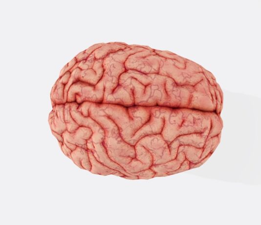 뇌건강 지키는 일상 습관, 작은 변화가 큰 차이를 만든다 a close up of a human brain on a white background