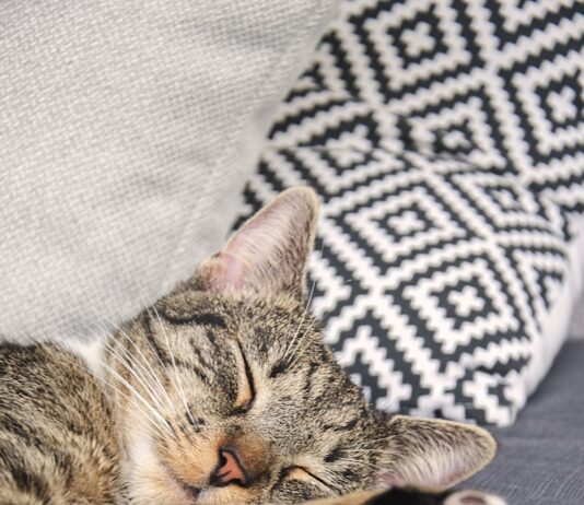 바쁜 직장인 건강, 작은 습관 혁신으로 챙긴다 brown tabby cat lying on white and black textile