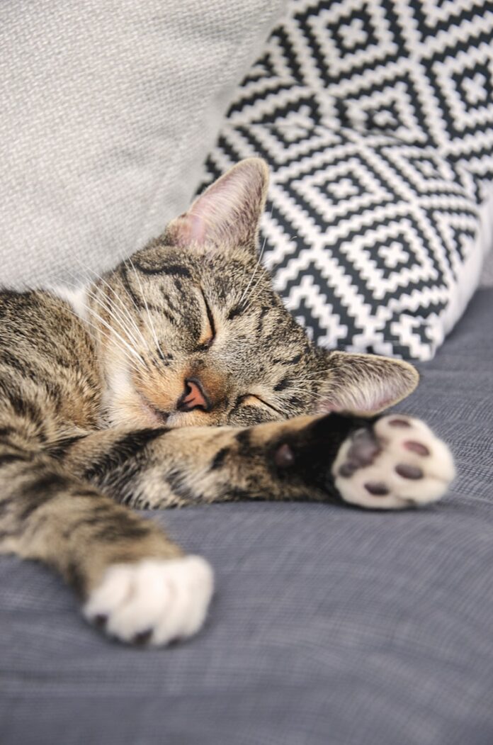 Photo by Sylwia Bartyzel brown tabby cat lying on white and black textile