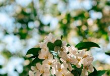 “뇌건강, 일상 속 작은 루틴에서 시작하세요” Sunlit white apple blossoms against a blurred green background.