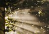 늘 피곤하다면? 만성피로 해소 위한 라이프 스타일 변화를 시도해보자 sun rays coming through trees