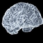 뇌건강, 잘 먹고 잘 자는 것이 핵심…‘브레인 케어’ 라이프스타일이 트렌드로 a close up of a human brain on a black background