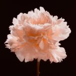 바쁜 일상 속, 정신건강 챙기는 똑똑한 생활습관 Light pink peony flower against a dark background.